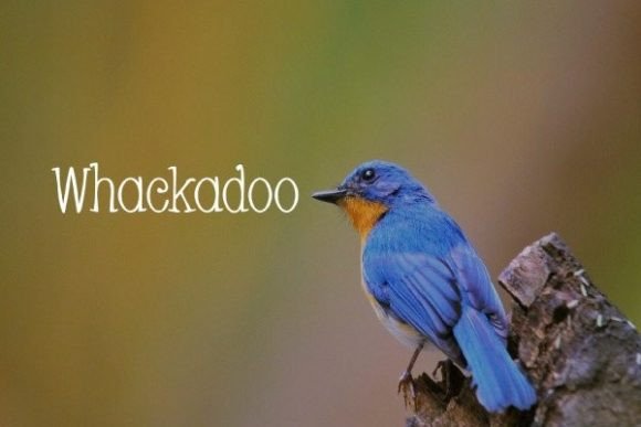 Whackadoo: A Slim Serif Font for Digital Design
